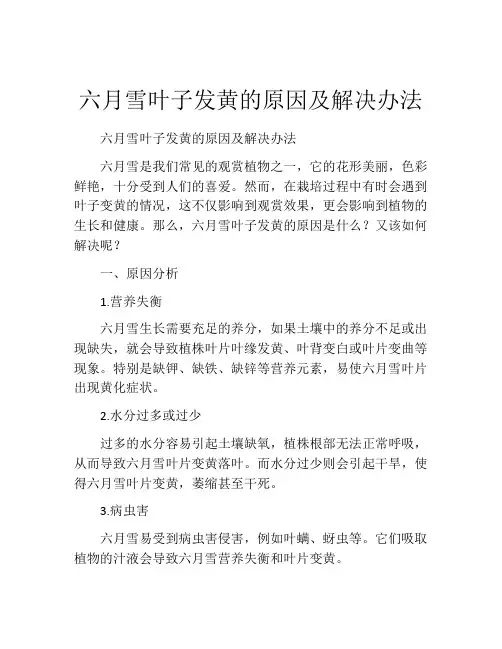 六月雪叶子发黄的原因及解决办法