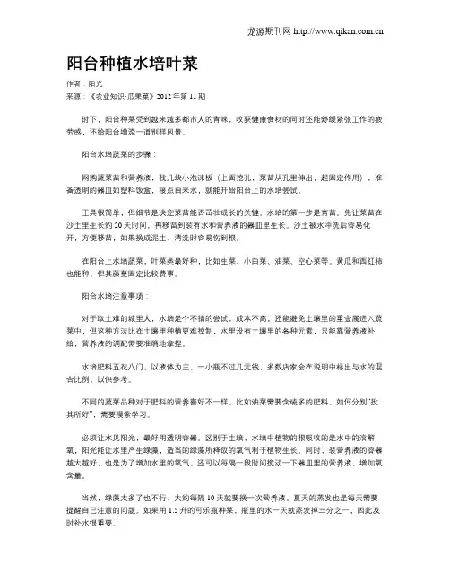 阳台种植水培叶菜