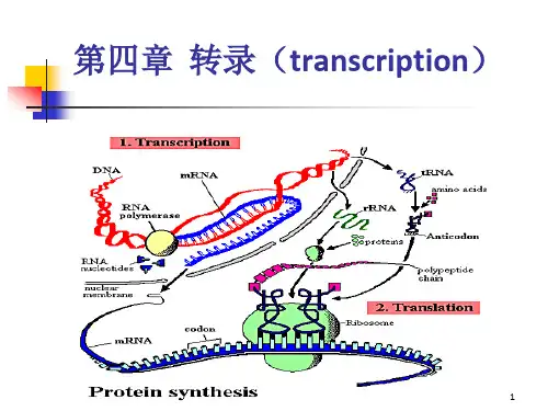 《分子遗传学》PPT课件