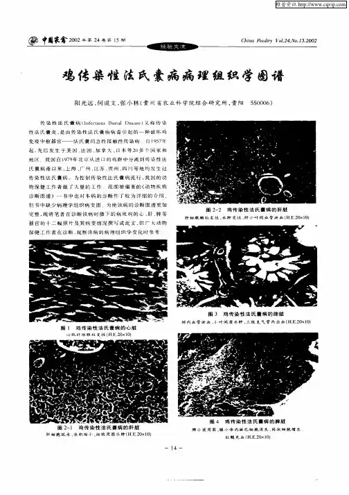 鸡传染性法氏囊病病理组织学图谱