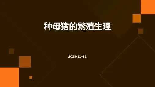 种母猪的繁殖生理