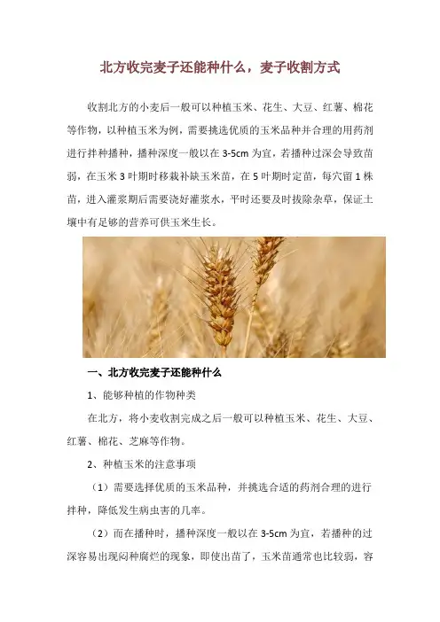 北方收完麦子还能种什么,麦子收割方式