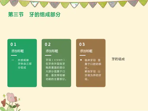 牙的组成部分第四节牙体一般应用名词及表面标志