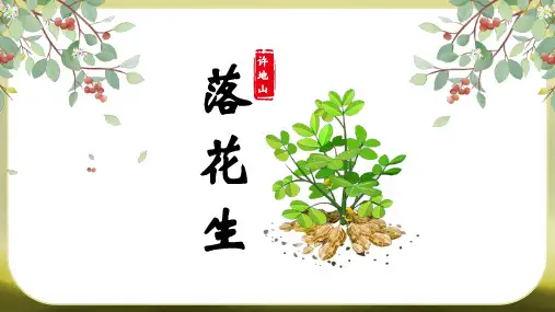 最新人教部编版小学五年级上册语文《落花生》名师课件