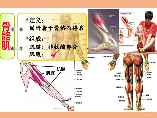 基本组织—肌组织(组织胚胎学课件)