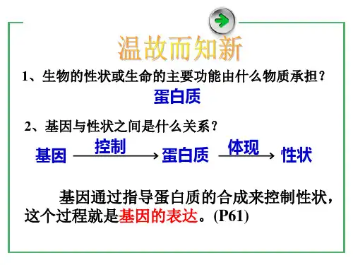 4.1 基因指导蛋白质的合成