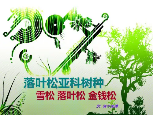 落叶松亚科树种简介