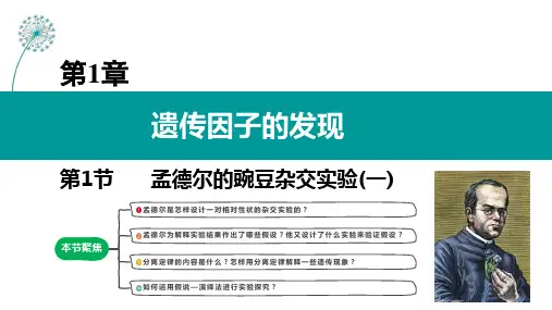 1.1孟德尔的豌豆杂交实验(一)课件-高一下学期生物人教版(2019)必修2