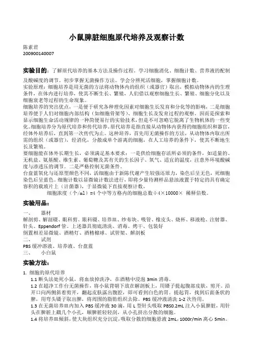 小鼠脾脏细胞原代培养