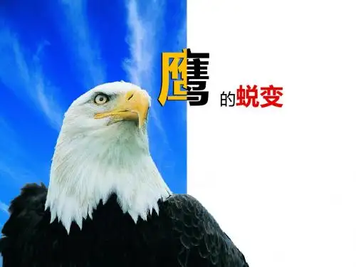 鹰的蜕变