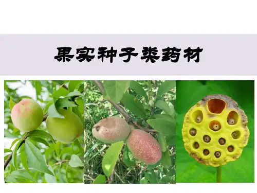 果实类药材