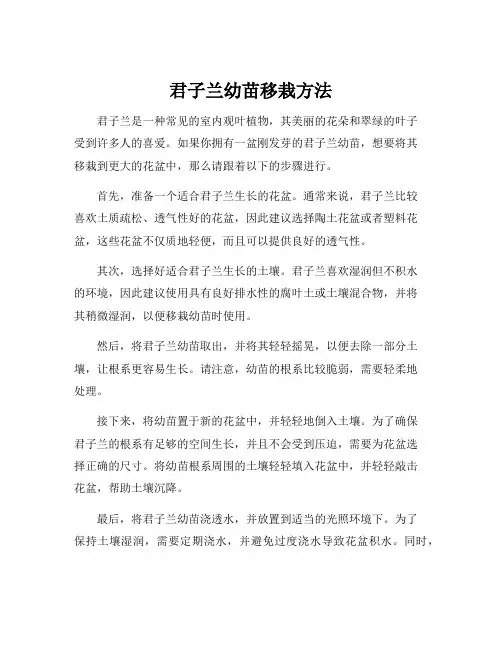 君子兰幼苗移栽方法