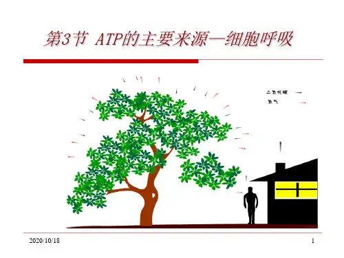 5.3细胞呼吸PPT优选课件