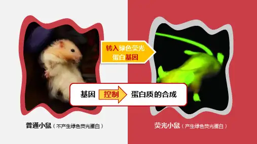 第1节 基因指导蛋白质的合成上课课件