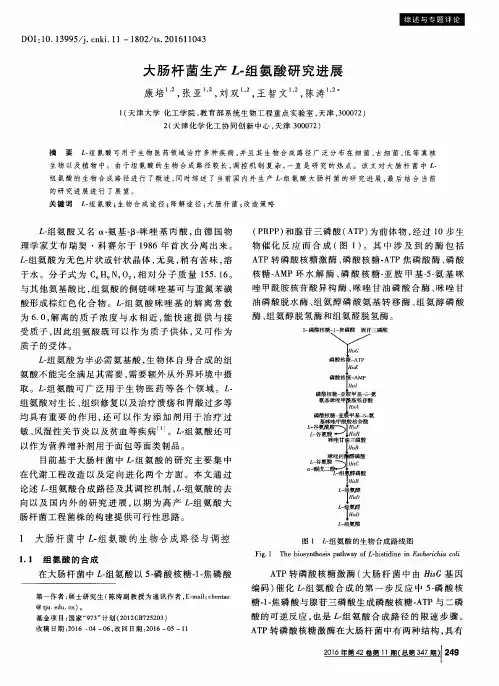 大肠杆菌生产L-组氨酸研究进展