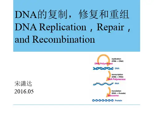 DNA复制