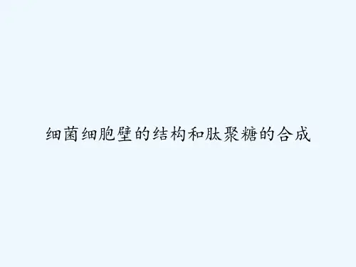 细菌细胞壁的结构和肽聚糖的合成 PPT