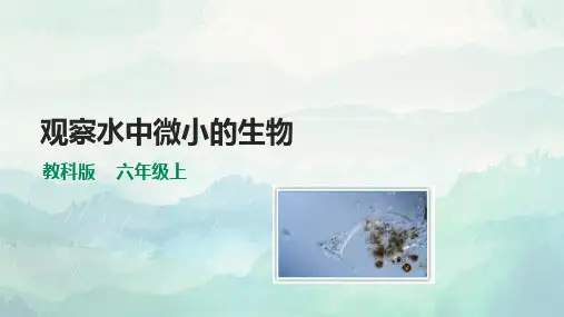 教科版六年级科学上册观察水中微小的生物课件