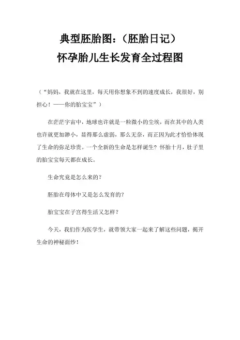 胎儿发育全过程图