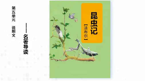 第五单元名著导读《昆虫记》课件-2024-2025学年统编版语文八年级上册