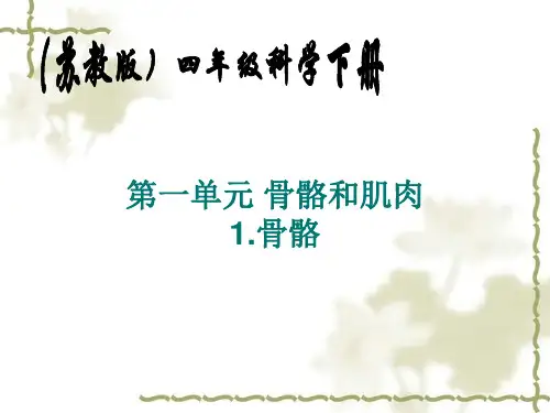 苏教版小学科学四年级下册《骨骼》课件