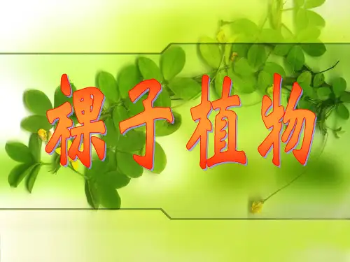 裸子植物PPT课件 冀教版