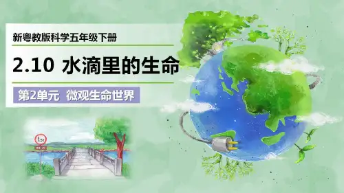 2024新粤教版科学五年级下册第2单元 微观生命世界《水滴里的生命》优质课件