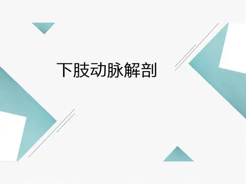 下肢动脉的解剖