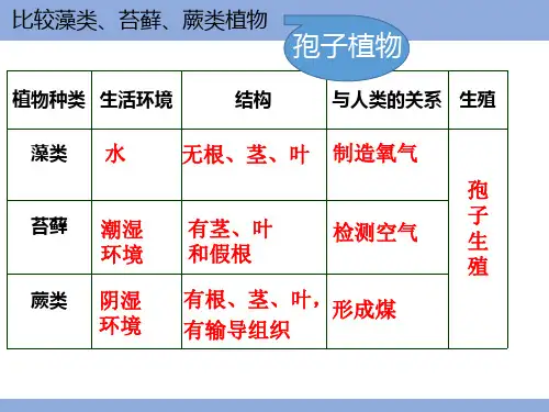 3-1-2+种子植物++课件-2023-2024学年人教版生物七年级上册