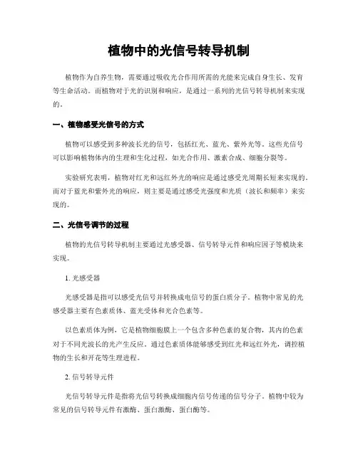 植物中的光信号转导机制
