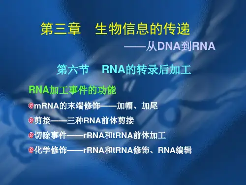第3章 RNA的转录-RNA加工