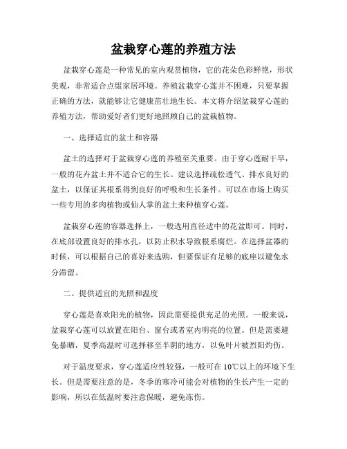 盆栽穿心莲的养殖方法