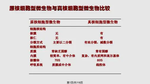 微生物检验真菌PPT课件