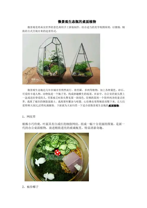 微景观生态瓶的桌面植物