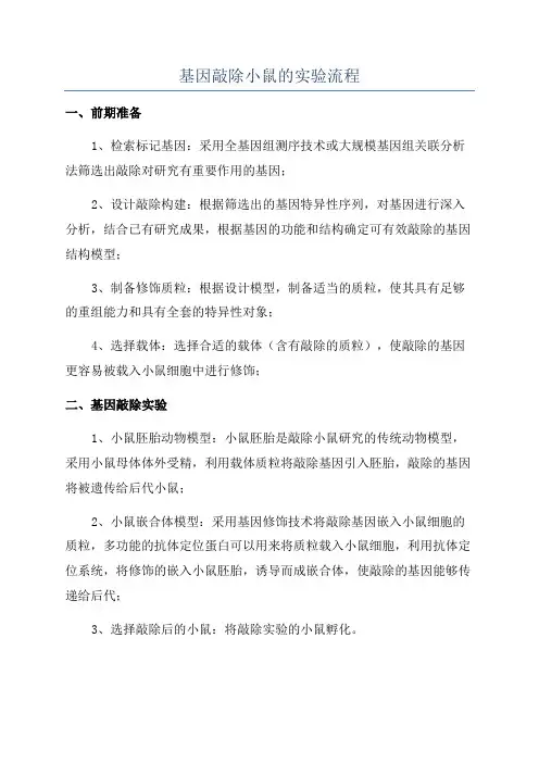 基因敲除小鼠的实验流程