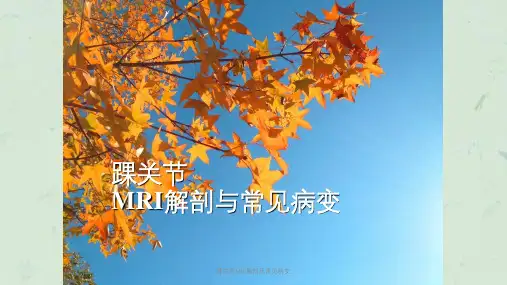 踝关节MRI解剖及常见病变课件【72页】