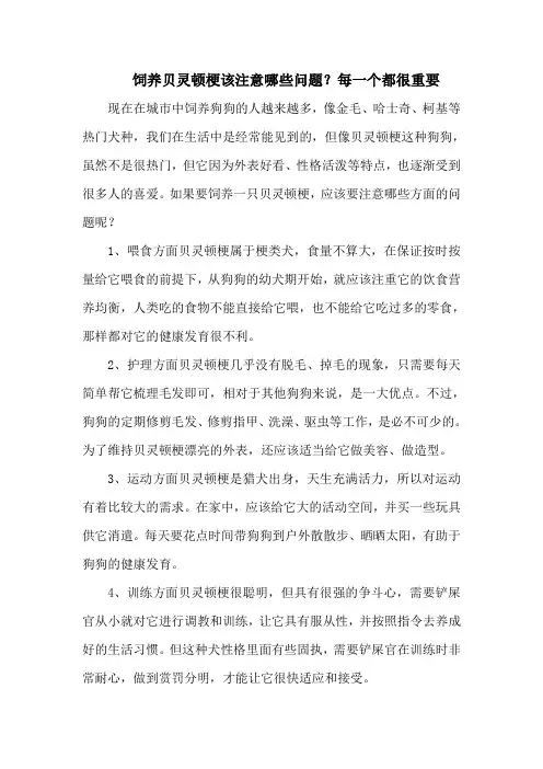 饲养贝灵顿梗该注意哪些问题？每一个都很重要