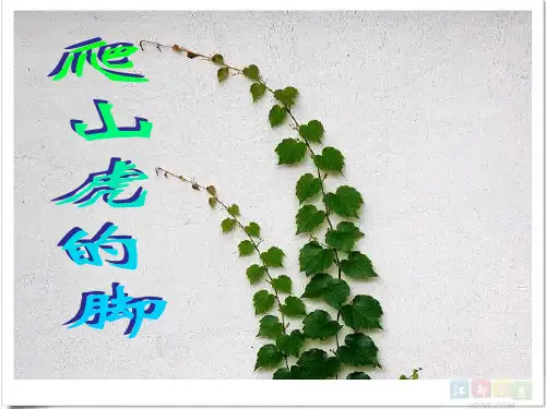 《爬山虎的脚》精品四年级上册语文PPT课件
