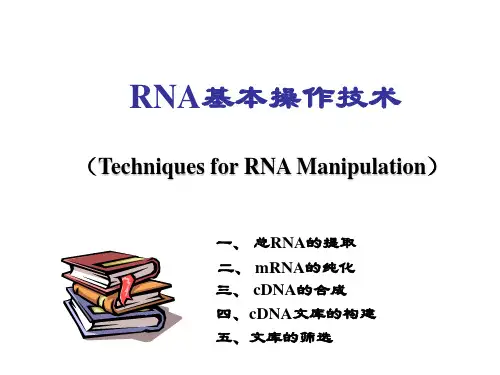 RNA基本操作技术ppt课件