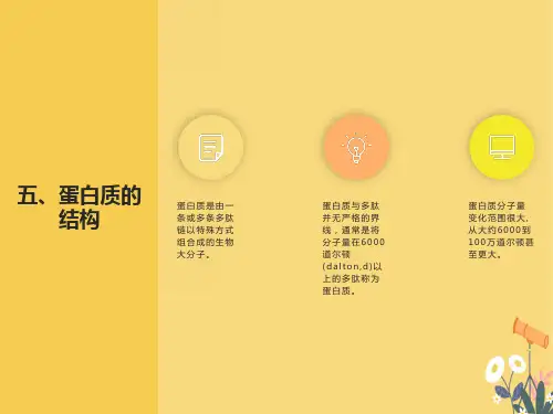 生物化学课件蛋白质结构与功能