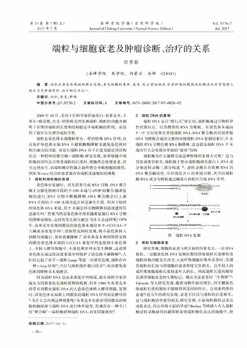 端粒与细胞衰老及肿瘤诊断、治疗的关系