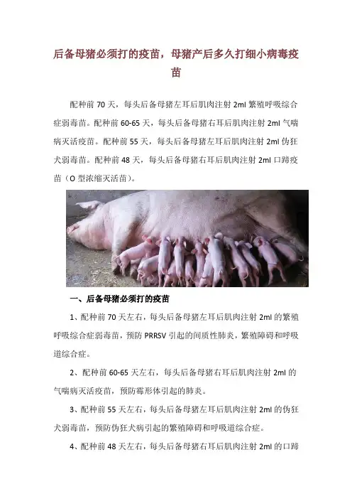 后备母猪必须打的疫苗,母猪产后多久打细小病毒疫苗