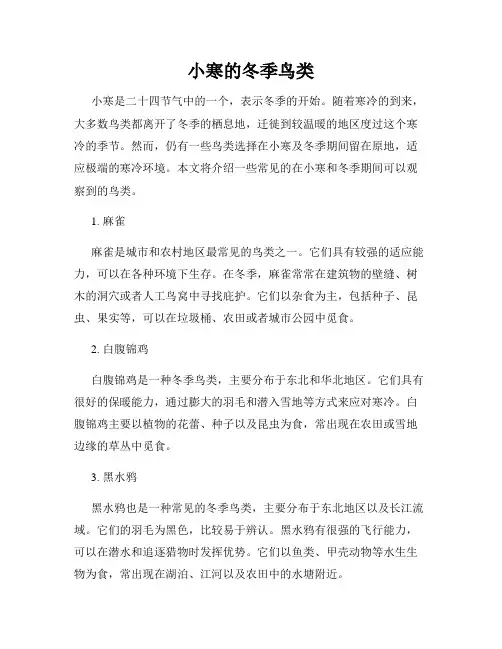 小寒的冬季鸟类