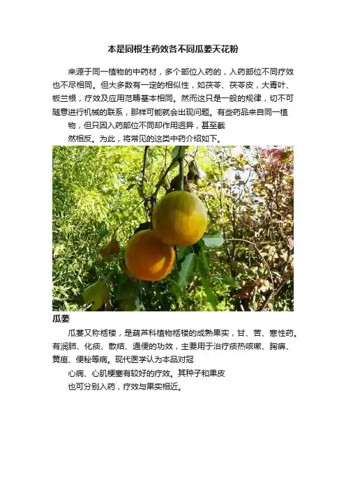本是同根生药效各不同瓜蒌天花粉