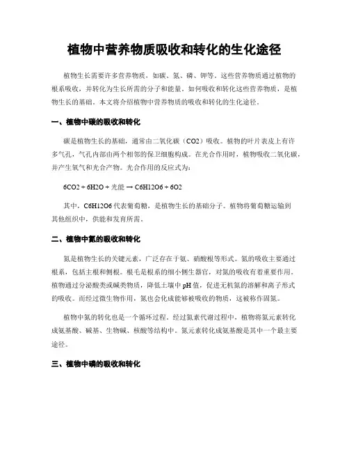 植物中营养物质吸收和转化的生化途径