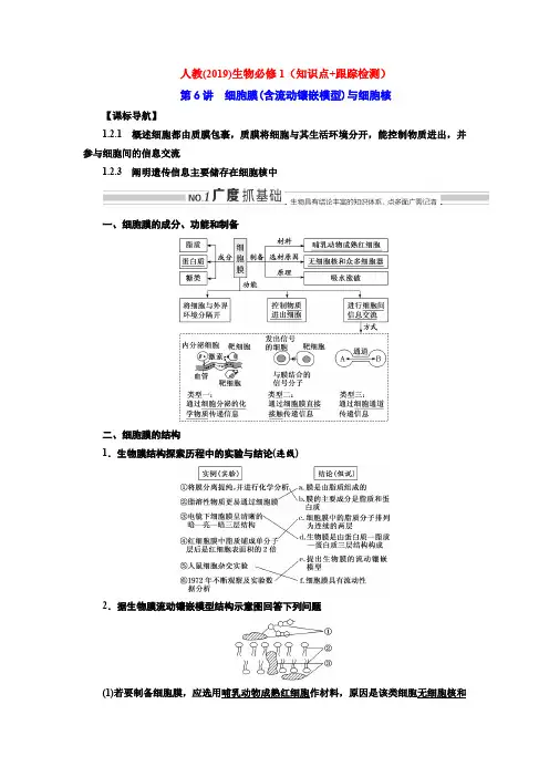 人教(2019)生物必修1(知识点+跟踪检测)第6讲  细胞膜