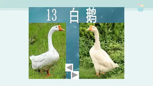《白鹅》一等奖-完整版PPT课件
