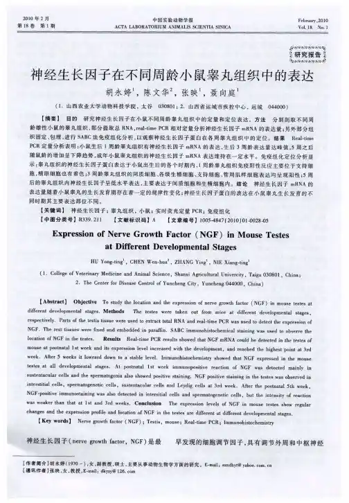 神经生长因子在不同周龄小鼠睾丸组织中的表达