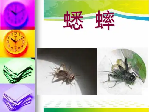 《蟋蟀》PPT【完美版课件】