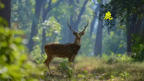 三年级下册语文教学课件-7 狮子和鹿(人教部编版)(共43张PPT)